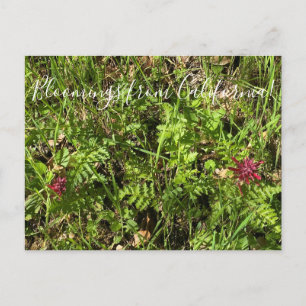 Postal Bloomings from California: Plume Postcar de Guerre