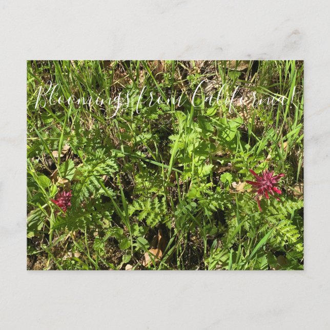 Postal Bloomings from California: Plume Postcar de Guerre (Anverso)