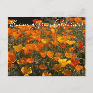 Postal Bloomings from California: Poppies
