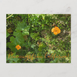 Postal Bloomings from California: Poppies eólicos