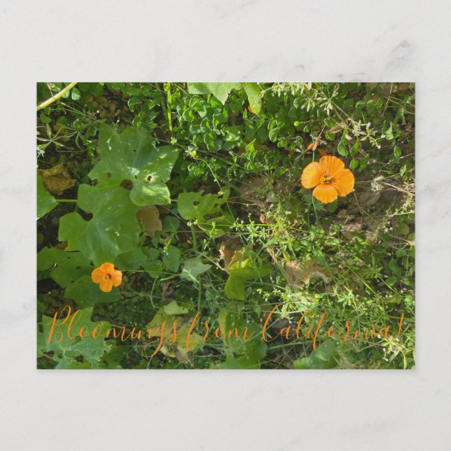 Postal Bloomings from California: Poppies eólicos (Anverso)