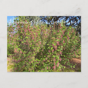 Postal Bloomings from California: Postc Chaparral Currant