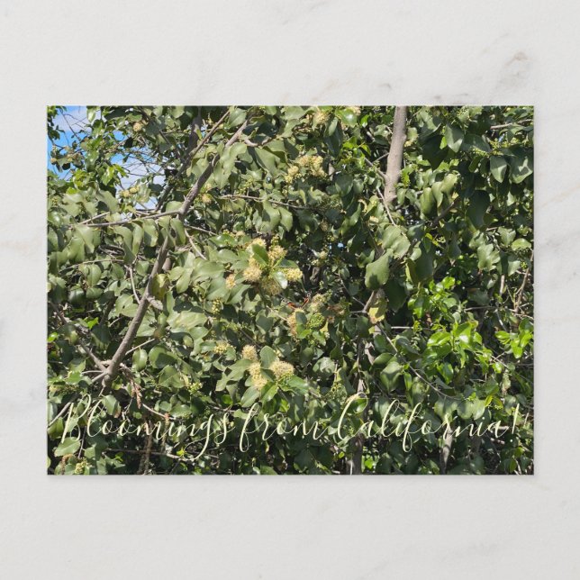 Postal Bloomings from California: Postc de la cereza Holl (Anverso)