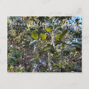 Postal Bloomings from California: Postc de la seda coster