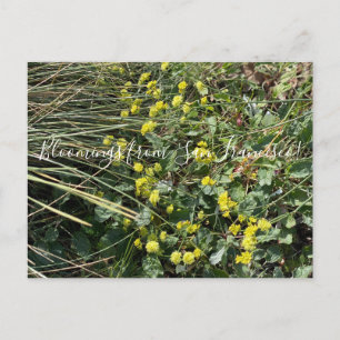 Postal Bloomings from California: Postca de trigo negro a