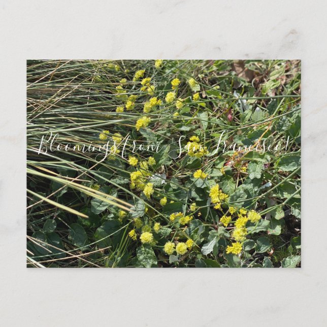 Postal Bloomings from California: Postca sobre trigo negr (Anverso)