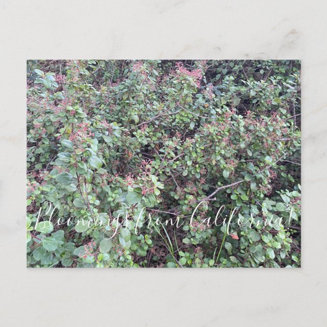 Postal Bloomings from California: Postura de la moneda ve (Anverso)