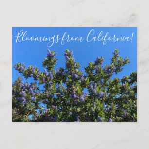 Postal Bloomings from California: Ray Hartman Ceanothus P