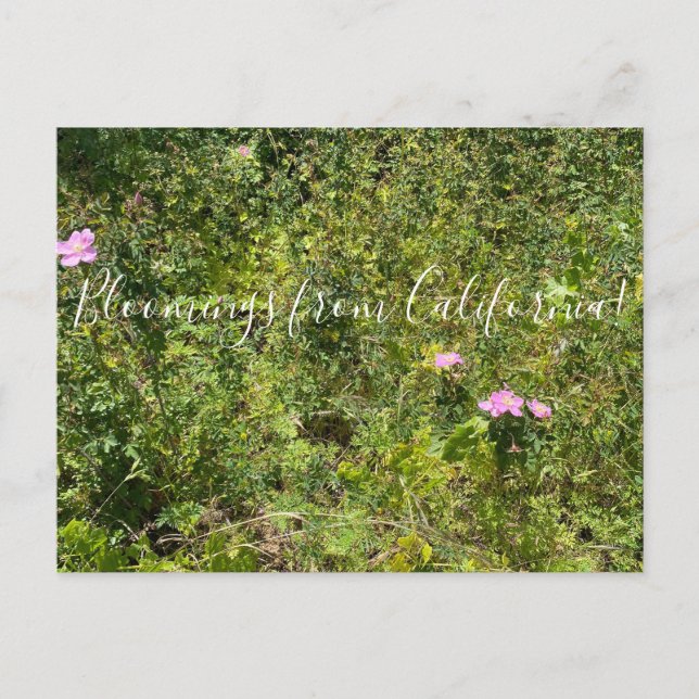 Postal Bloomings from California: Rosa silvestre de Calif (Anverso)