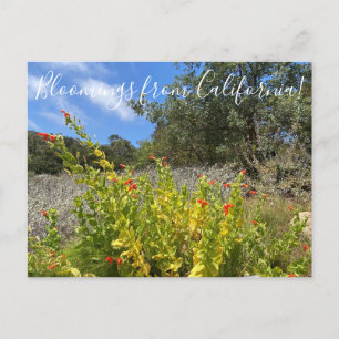Postal Bloomings from California: Scarlet Monkeyflower P