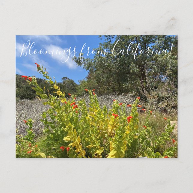 Postal Bloomings from California: Scarlet Monkeyflower P (Anverso)