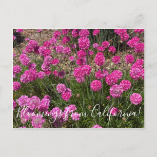 Postal Bloomings from California: Sea Pink