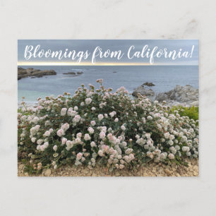 Postal Bloomings from California: Seacliff Bucktrith Post