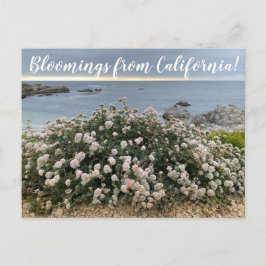 Postal Bloomings from California: Seacliff Bucktrith Post