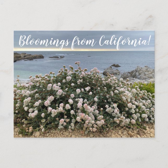 Postal Bloomings from California: Seacliff Bucktrith Post (Anverso)