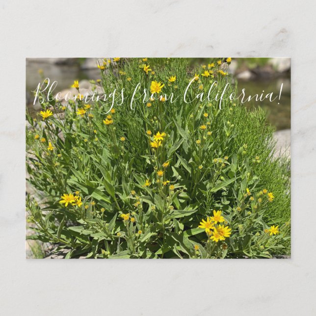 Postal Bloomings from California: Seep Spring Arnica (Anverso)