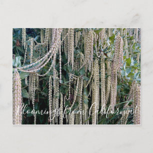 Postal Bloomings from California: Silk Tassel