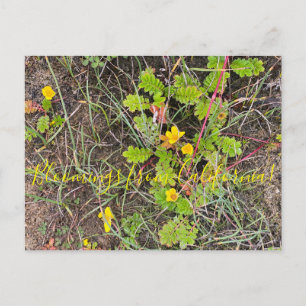 Postal Bloomings from California: Silverweed