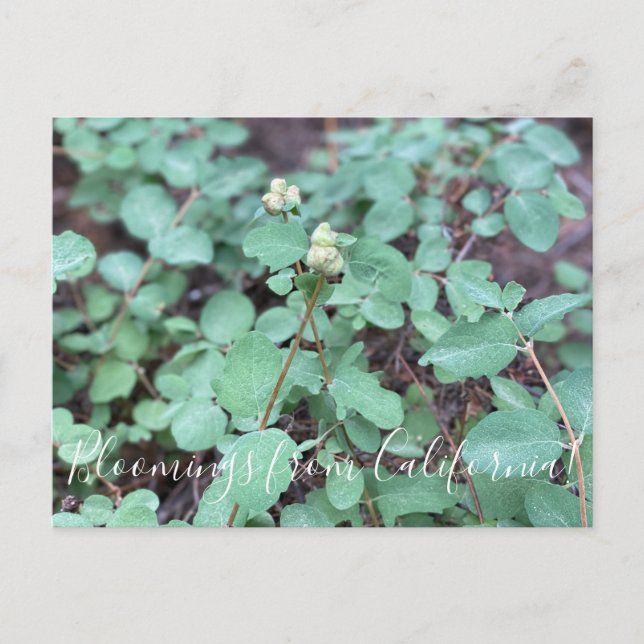 Postal Bloomings from California: Snowberry (Anverso)