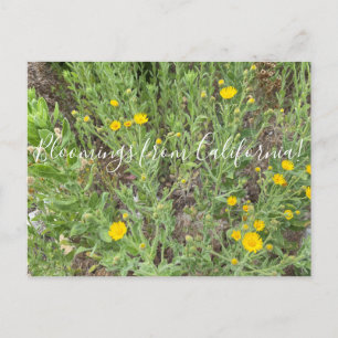 Postal Bloomings from California: Telegraph flores postc