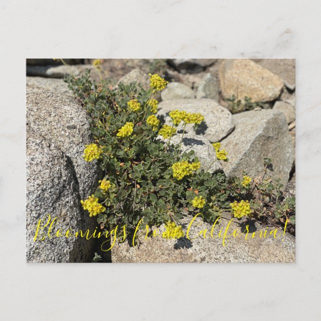 Postal Bloomings from California: Trigo negro de azufre (Anverso)