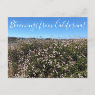 Postal Bloomings from California: Trigo negro de Californ