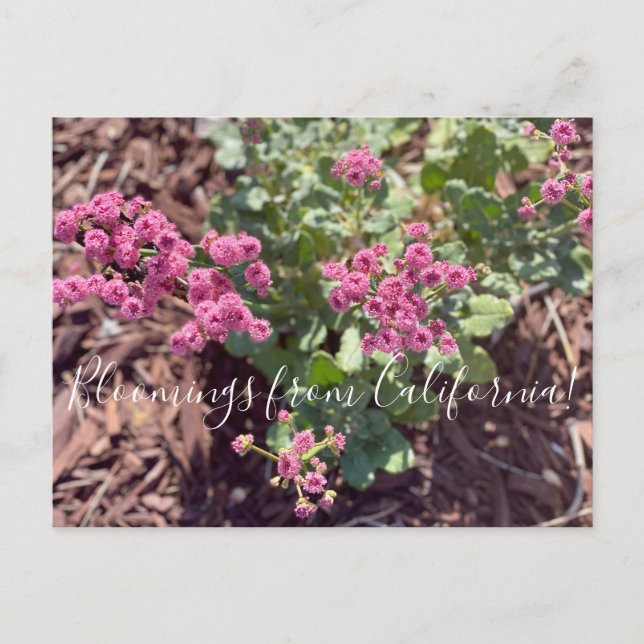 Postal Bloomings from California: Trigo negro de secuoya (Anverso)