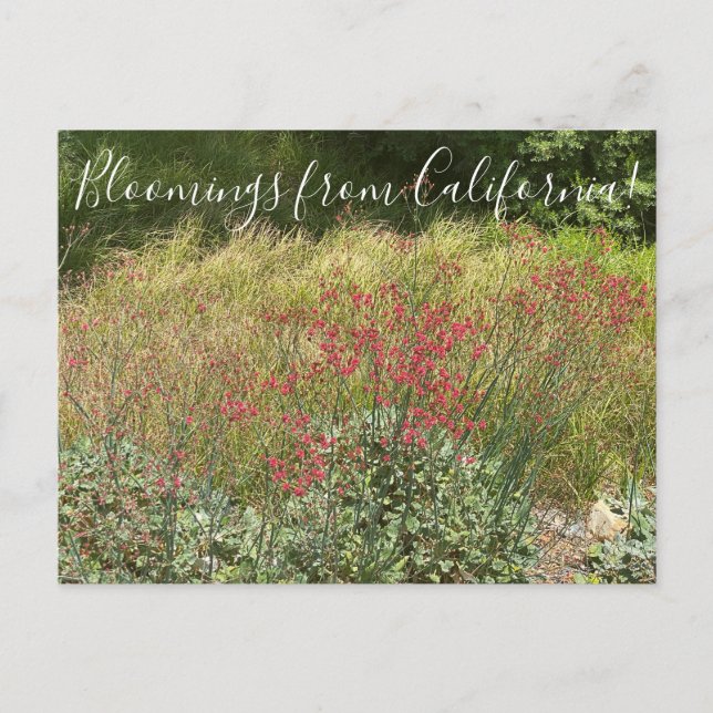 Postal Bloomings from California: Trigo negro rojo (Anverso)