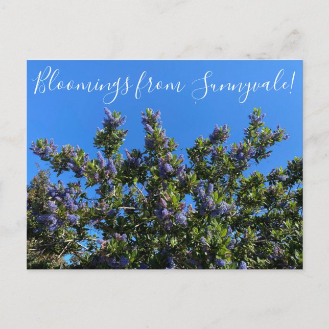 Postal Bloomings from Sunnyvale: Ray Hartman Ceanothus (Anverso)