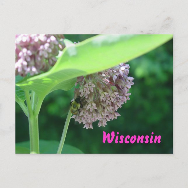 Postal Blooms Milkweed (Anverso)