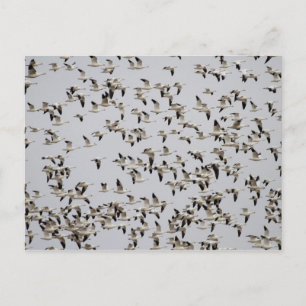 Postal Bloque de gansos en vuelo