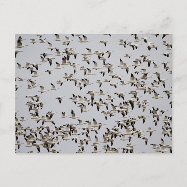 Postal Bloque de gansos en vuelo (Anverso)