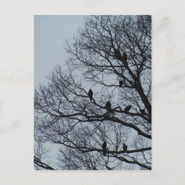 Postal Bloqueo de buitres en un árbol de invierno (Anverso)