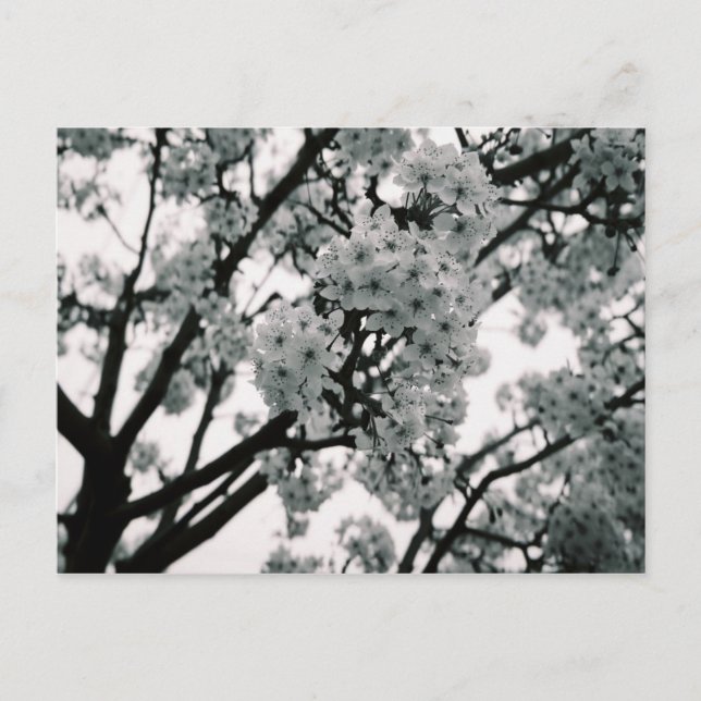 Postal Bloques en blanco y negro (Anverso)