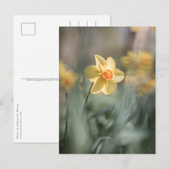 Postal Blossom amarillo Foto natural de Daffodil (Anverso / Reverso)