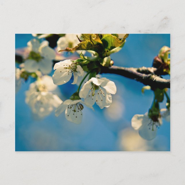 Postal Blossom de cerezo ・ Postcard (Anverso)