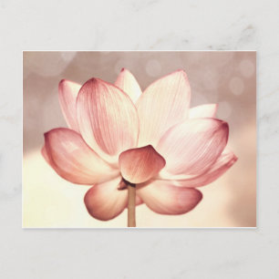Postal Blossom de Lotus rosa