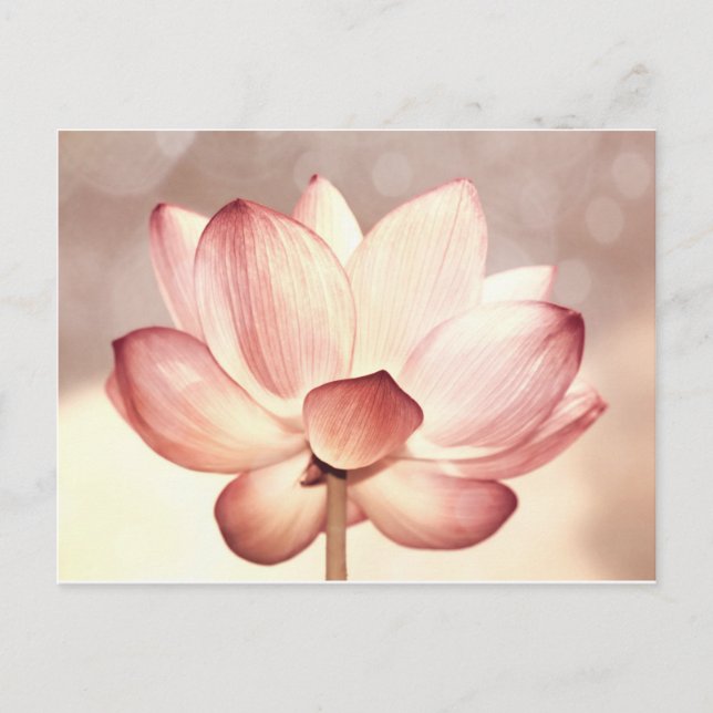 Postal Blossom de Lotus rosa (Anverso)