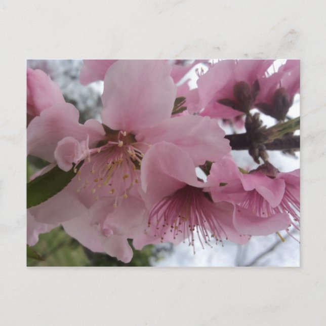 Postal Blossom Peach (Anverso)