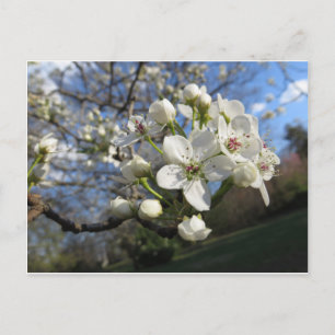 Postal Blossom Pear
