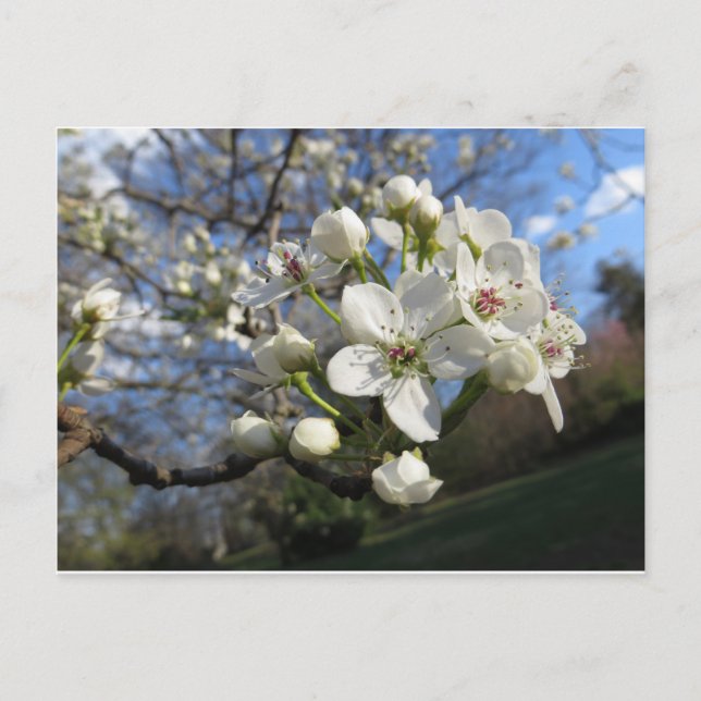 Postal Blossom Pear (Anverso)