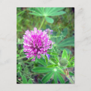 Postal Blossom Red Clover 2 Postcard