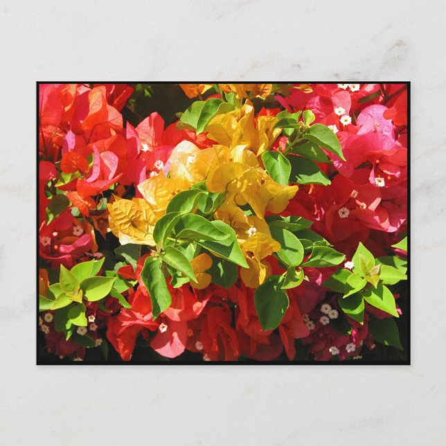 Postal Blossoms de Bougainvillea (Anverso)