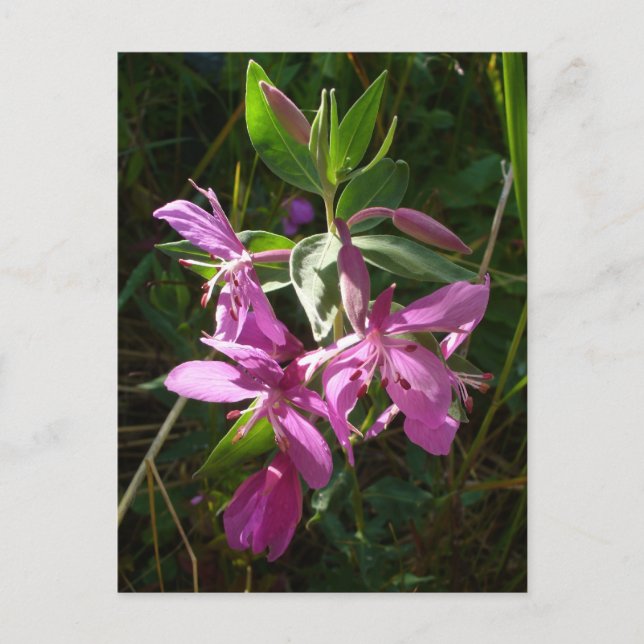 Postal Blossoms de hierbas enanas, isla Unalaska (Anverso)