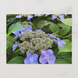 Postal Blu Lacecap Hydrangea Photo
