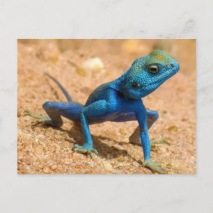 Postal Blue Agama Sinaita Lizard