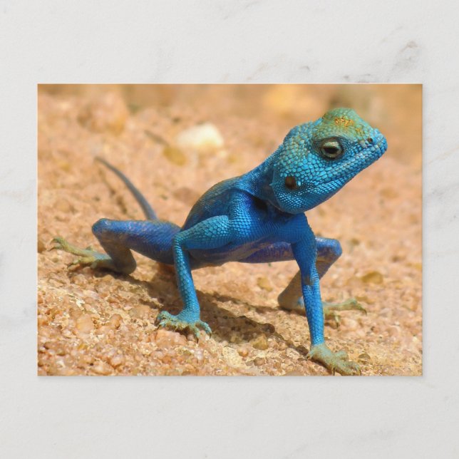 Postal Blue Agama Sinaita Lizard (Anverso)