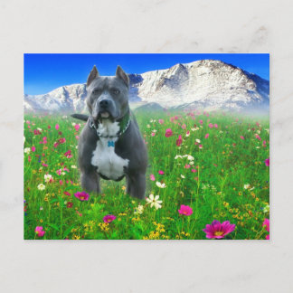 Postal Blue American Pit Bull Terrier, Pico de Cerdos