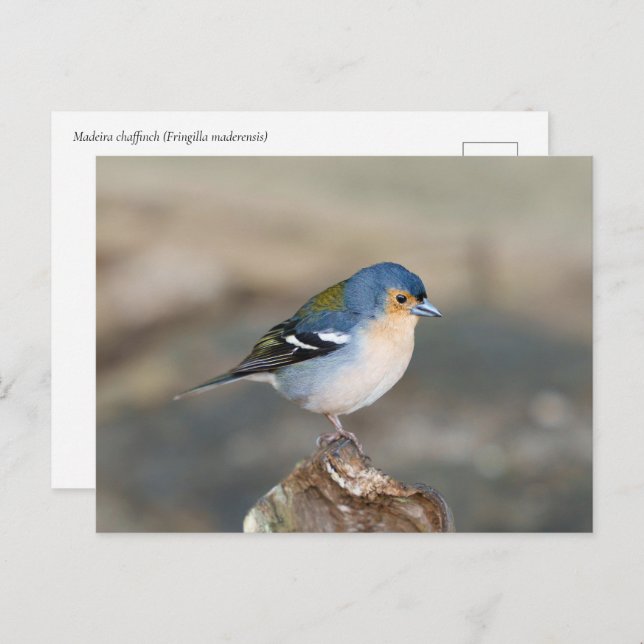 Postal Blue bird Madeira Chaffinch (Fringilla maderensis) (Anverso / Reverso)