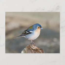 Postal Blue bird Madeira Chaffinch (Fringilla maderensis)